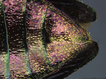 Media type: image;   Entomology 727538 Aspect: abdomen ventral view